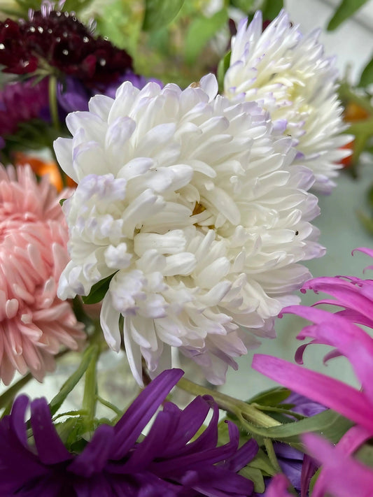 Aster Peony Mix
