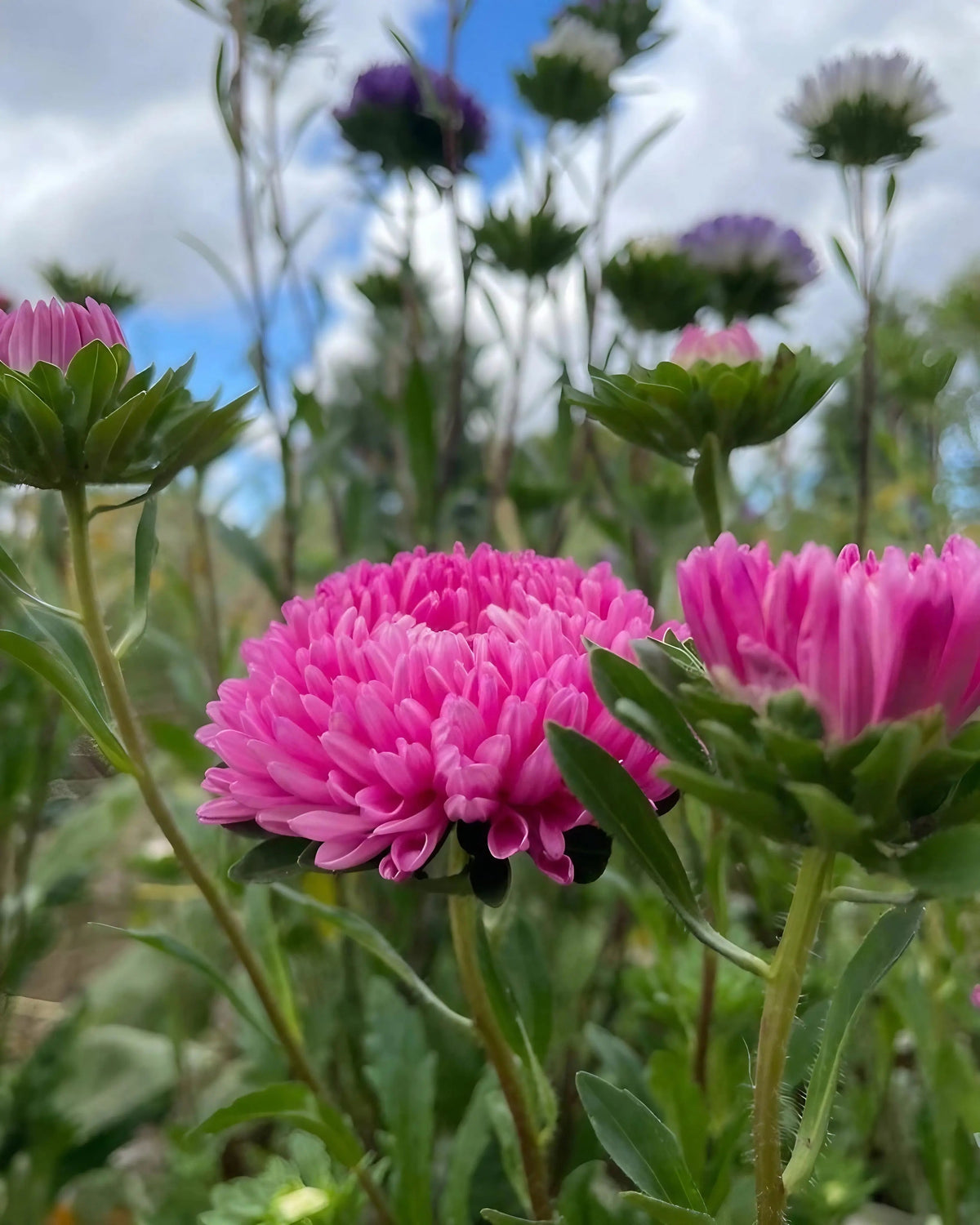 Aster Peony Mix