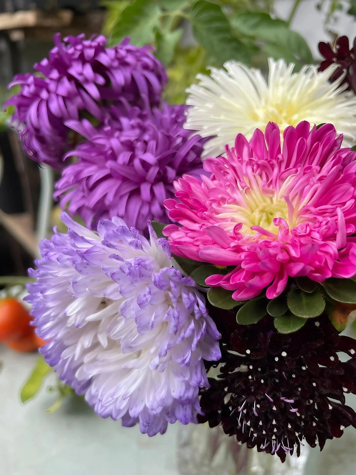 Aster Peony Mix
