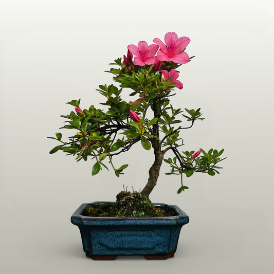 Azalea (Rhododendron) Bonsai Tree | Shaped | In 20cm Pot