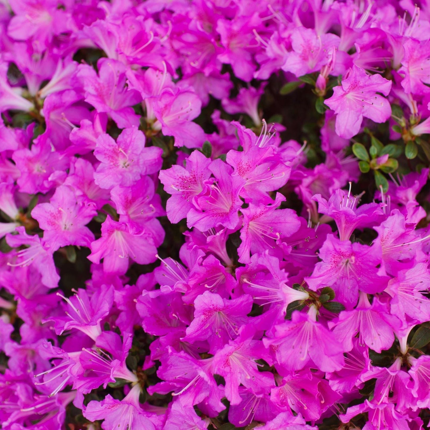 Rhododendron 'Geisha Purple' 1.5L