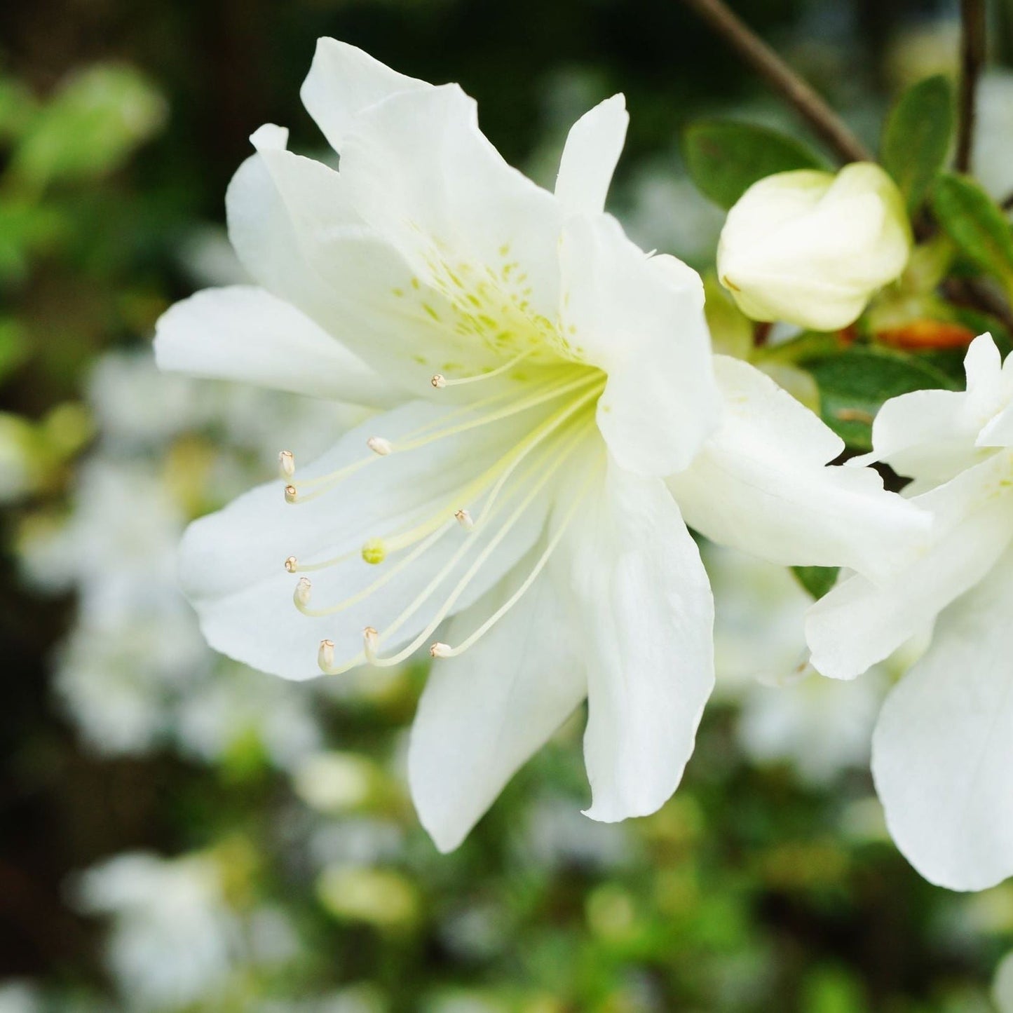 Azalea 'Pleasant White' 9cm / 1L / 3L