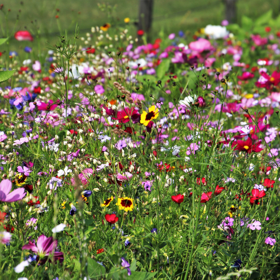 Pack of Bee Friendly Wild Flower Seeds