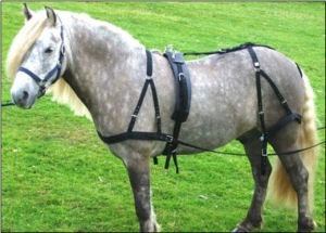 Libbys Basic Driving Harness with Reins