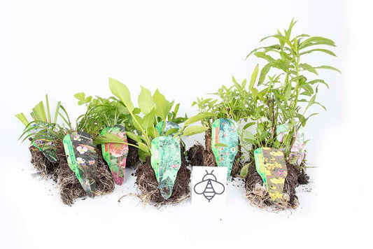 Lincolnshire Pond Plants Bee Marginal 8 Pack - BF801