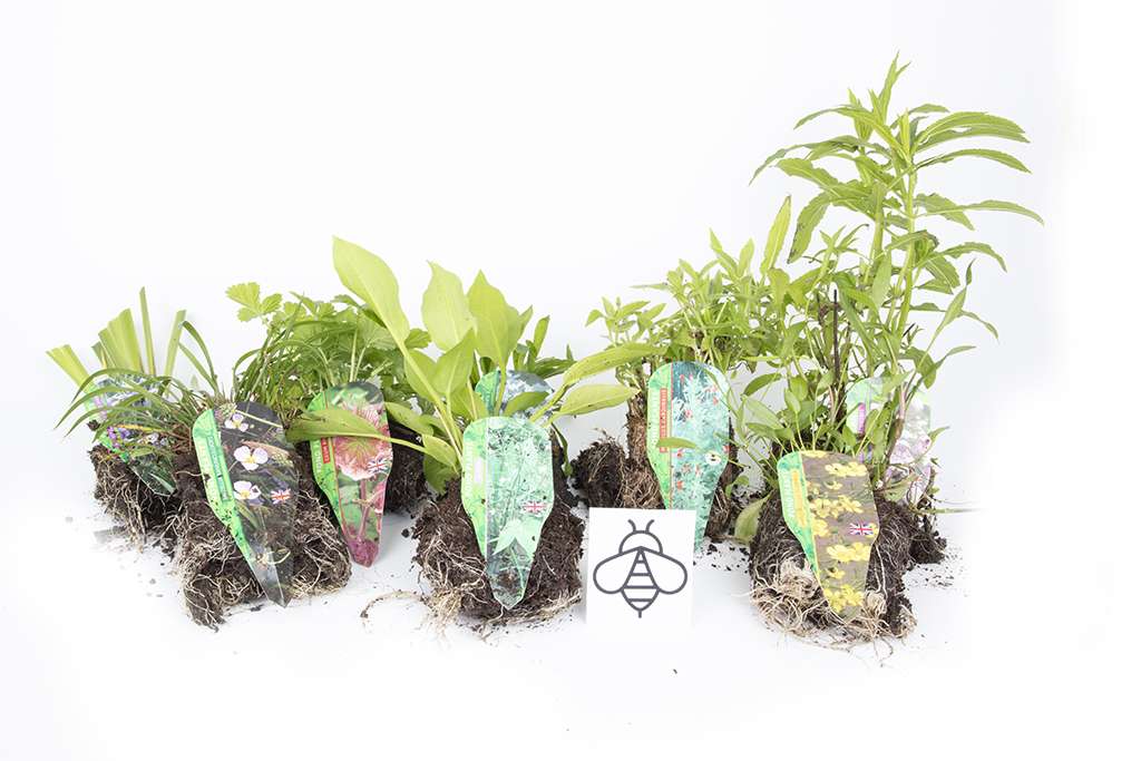 Marginal-Pond-Plants-8-Different-Varieties-Perfect-for-Bees-amp-Other-Pollinatin