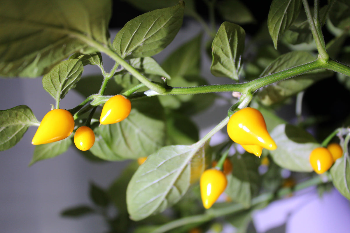 Biquinho Yellow Chilli