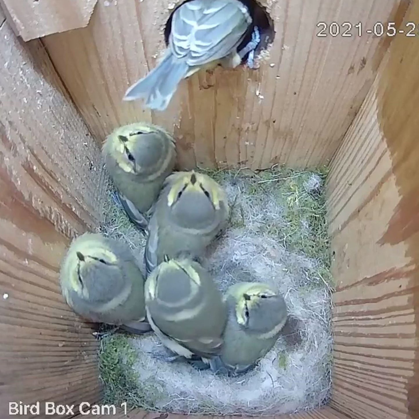 Solar Powered WiFi Bird Box HD Camera Starter Pack