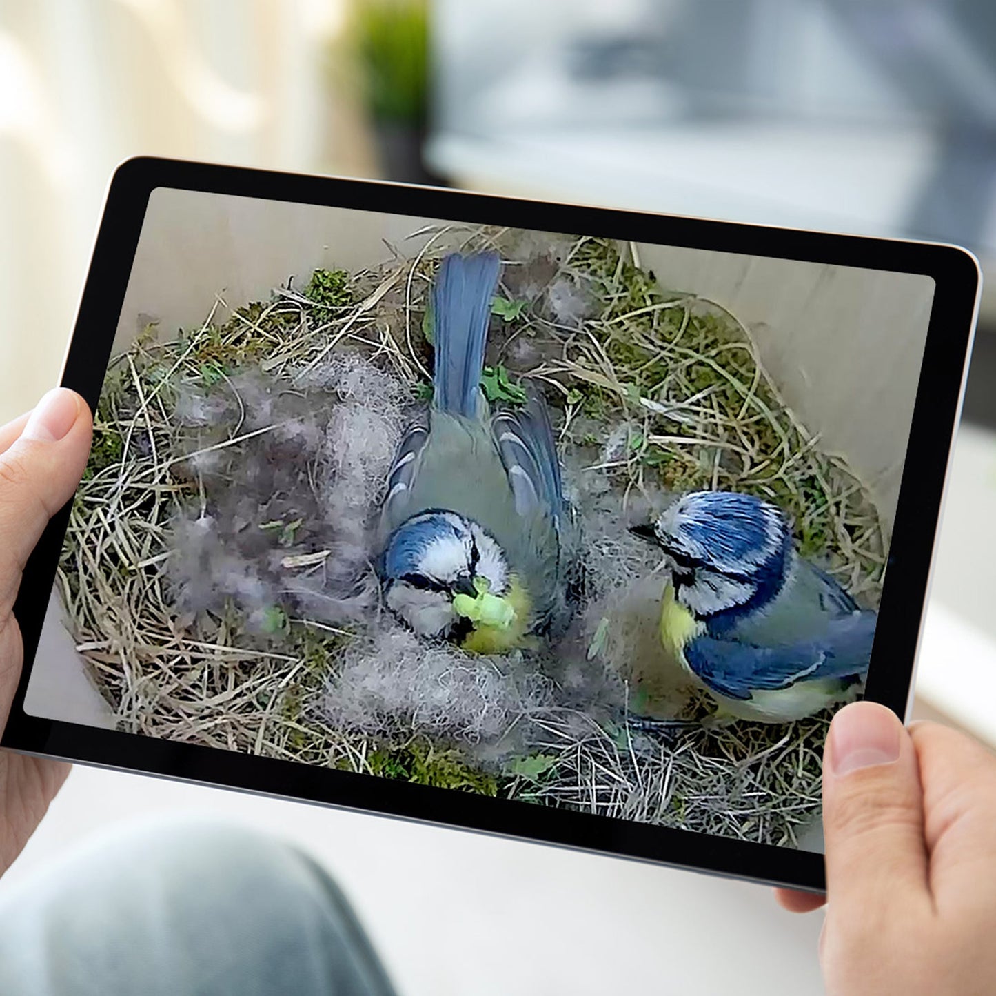 WiFi HD Camera for Bird Box & Wildlife Habitats