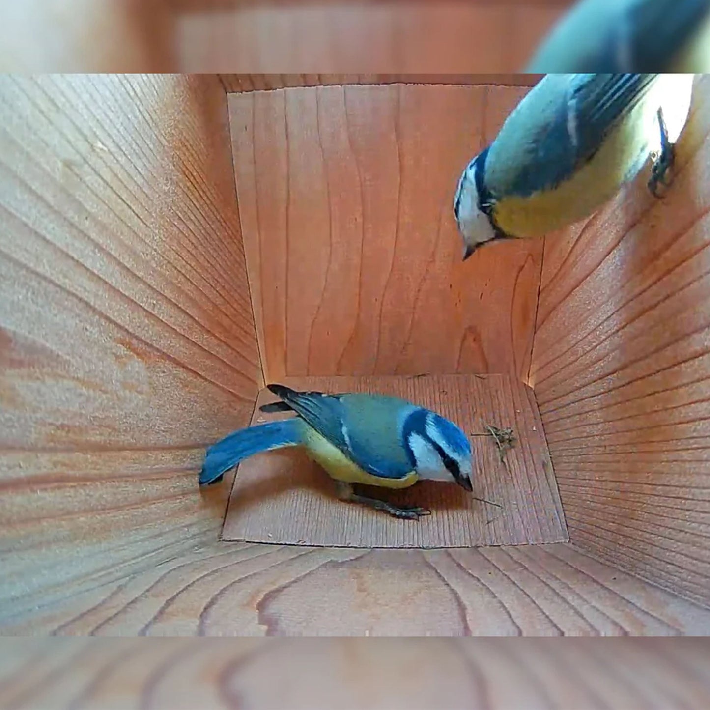 Handmade Wooden Side View Bird Box