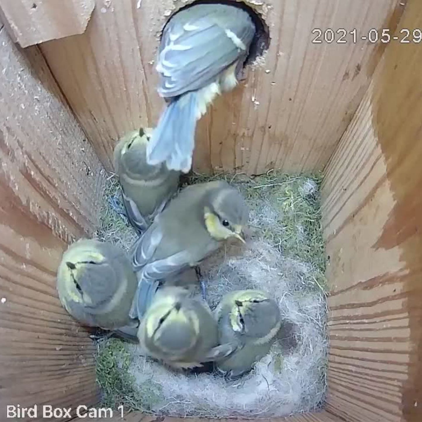 4MP Wired Network Camera for Birdbox & Wildlife Habitats (25fps) PoE Version