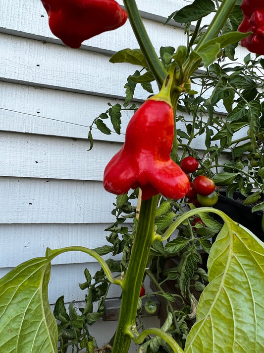Bishops Crown Chilli
