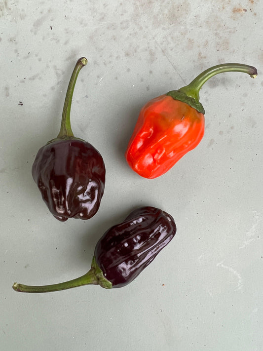 Black Scorpion Tongue Chilli
