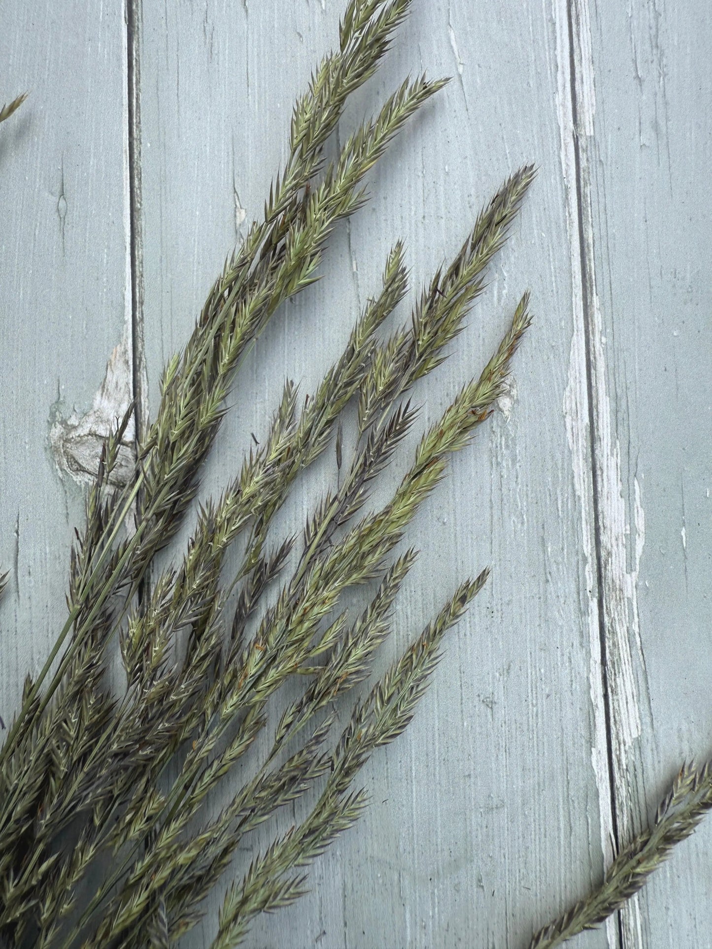 Blue Fescue Grass Dried