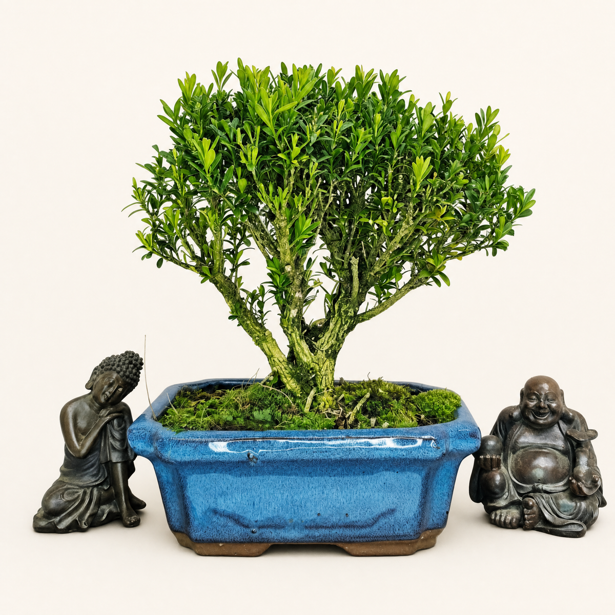 Boxwood (Buxus Harlandii) Bonsai Tree | Broom | In 15cm Pot