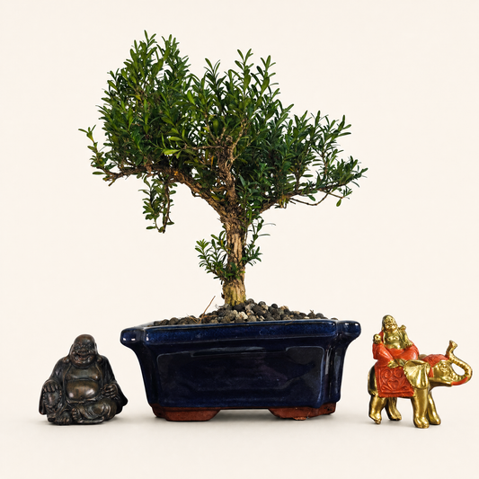 Boxwood (Buxus Harlandii) Bonsai Tree | Shaped | In 20cm Pot