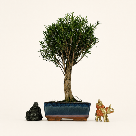 Brush Cherry (Syzygium) Bonsai Tree | Broom | In 20cm Pot