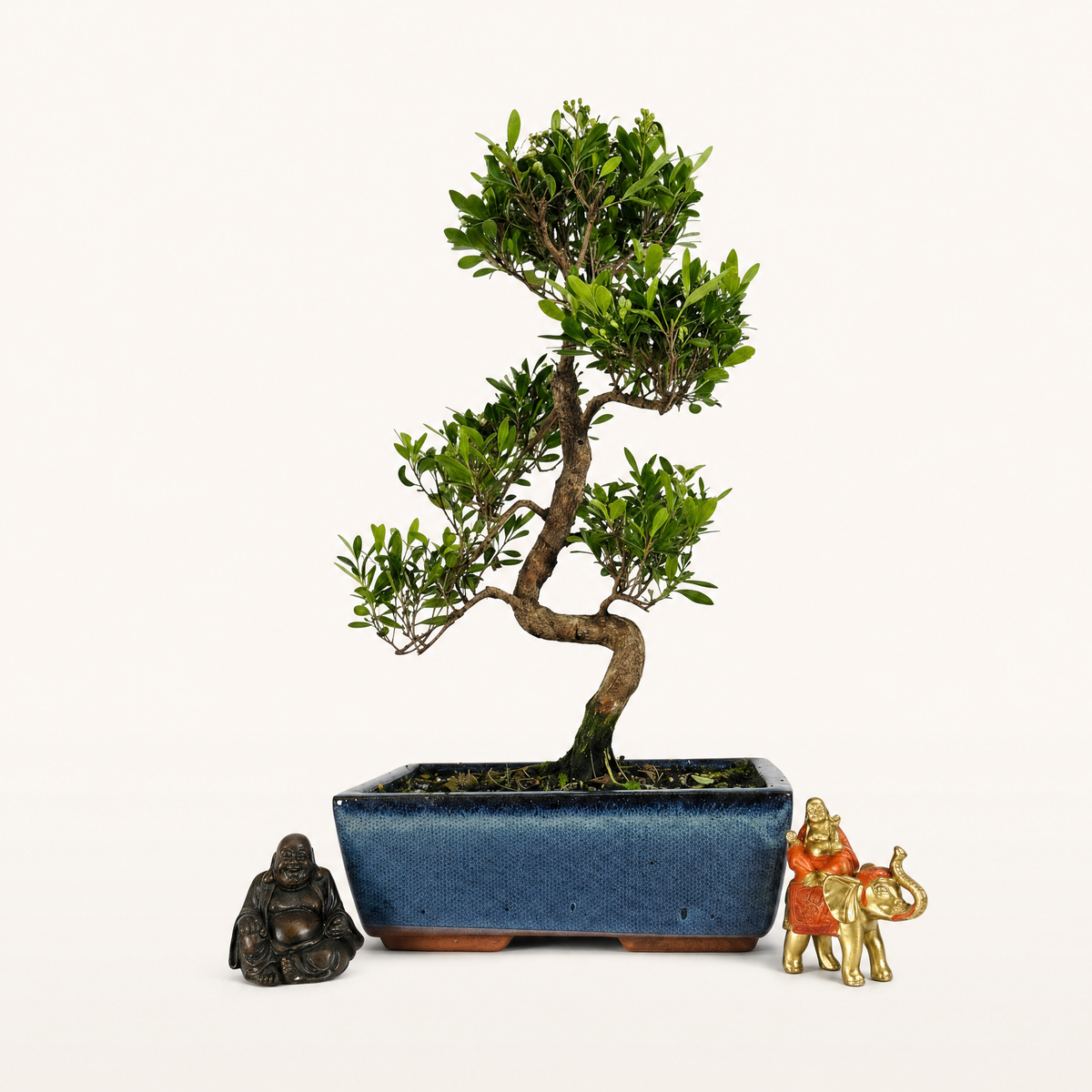 Brush Cherry (Syzygium) Bonsai Tree | Shaped | In 25cm Pot