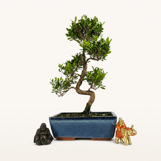 Brush Cherry (Syzygium) Bonsai Tree | Shaped | In 25cm Pot