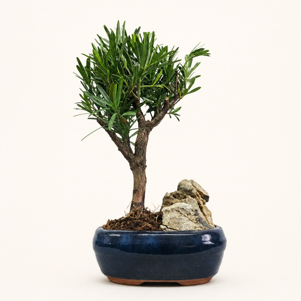 Buddhist Pine (Podocarpus Micro) Bonsai Tree | Broom | In 16cm Pot With Rock