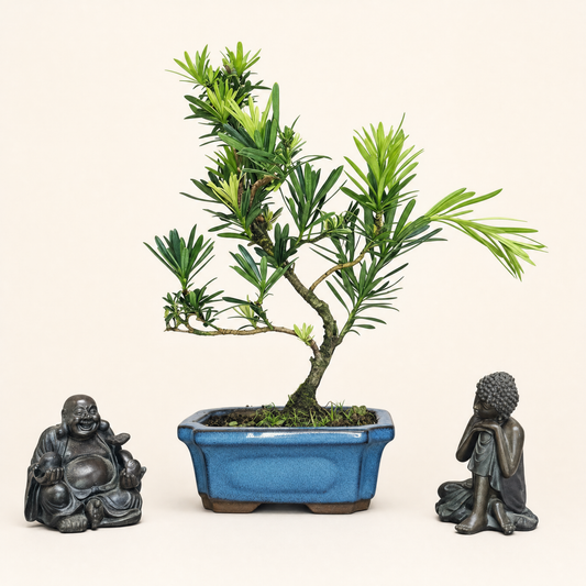 Buddhist Pine (Podocarpus Micro) Bonsai Tree | Shaped | In 15cm Pot