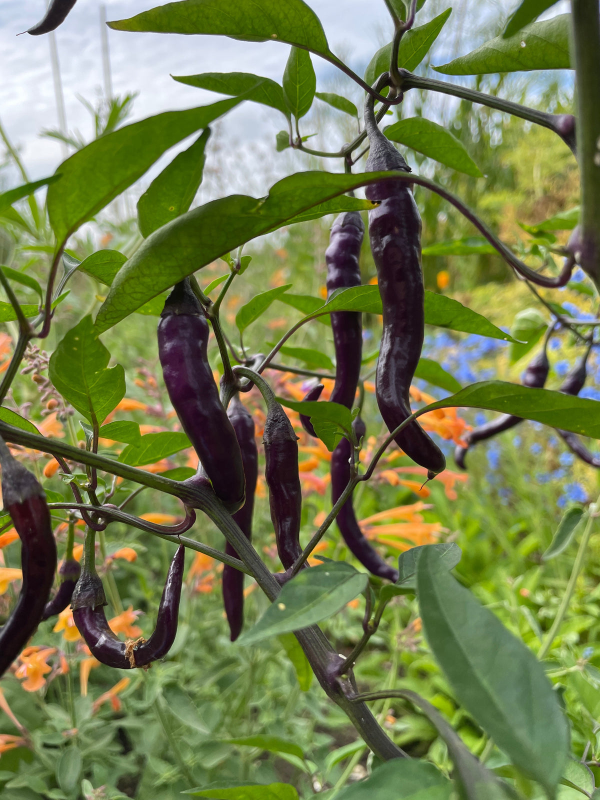 Buena Mulata Chilli
