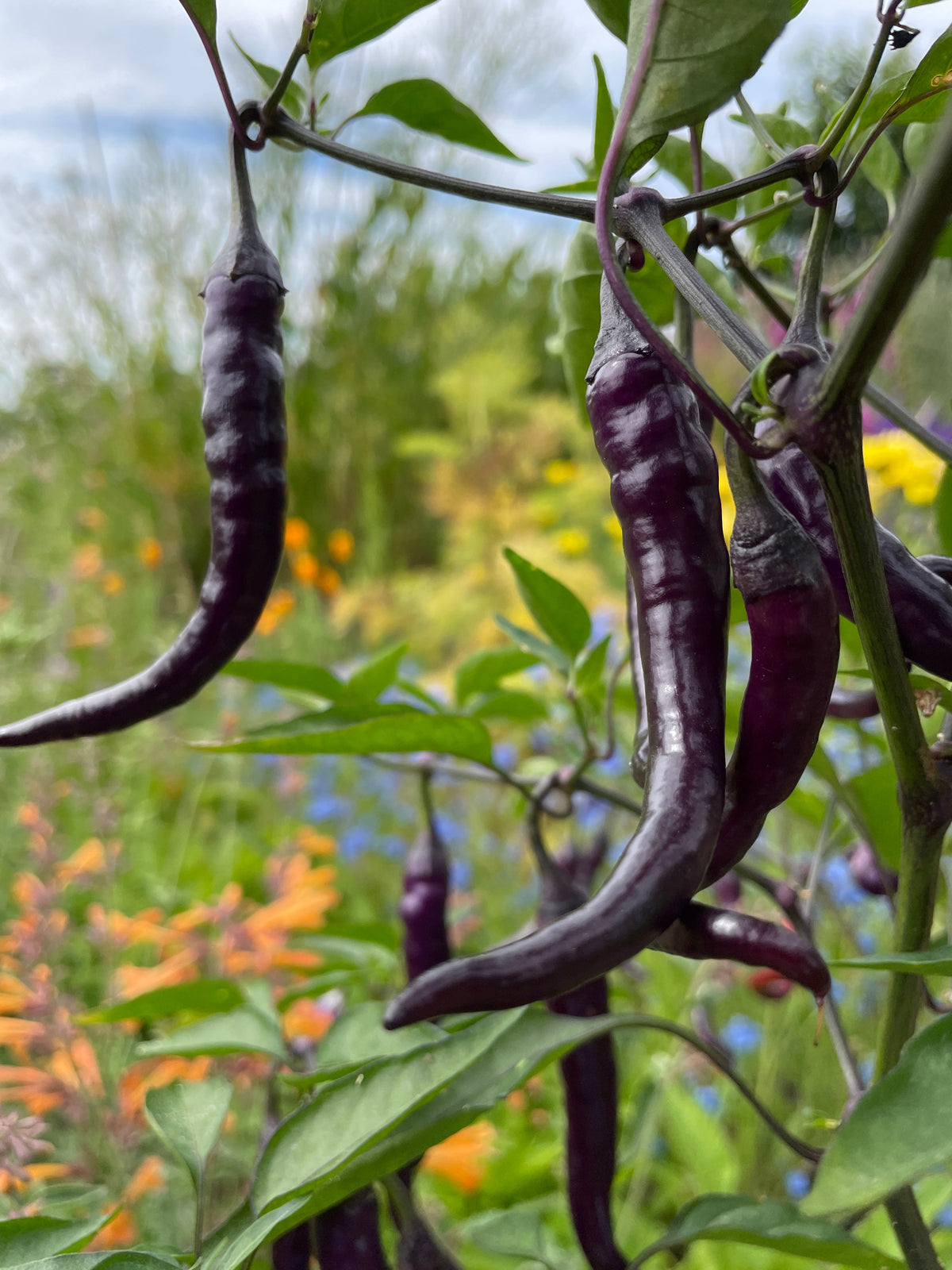 Buena Mulata Chilli