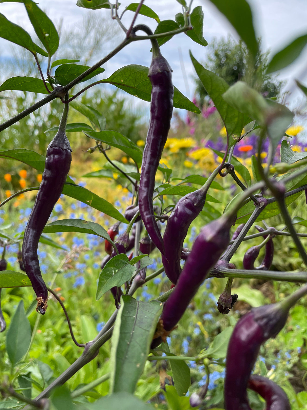 Buena Mulata Chilli