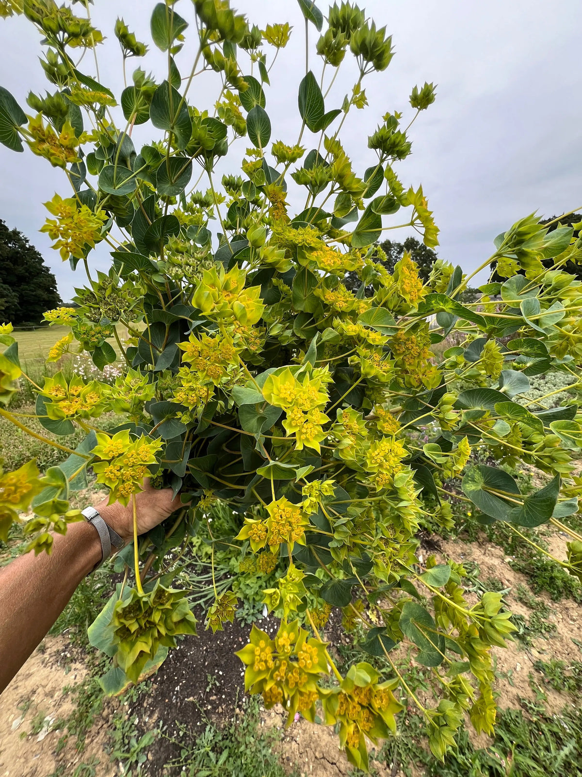 Bupleurum Griffithii