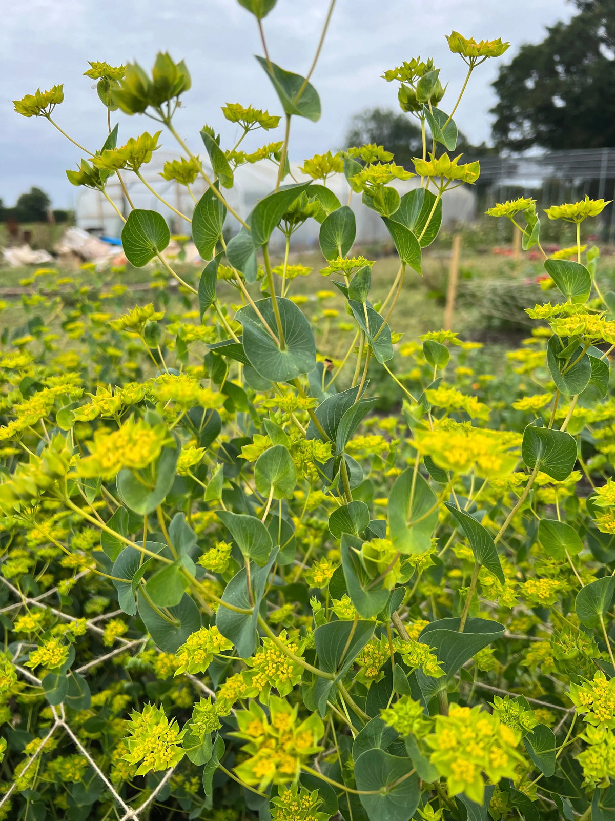 Bupleurum Griffithii
