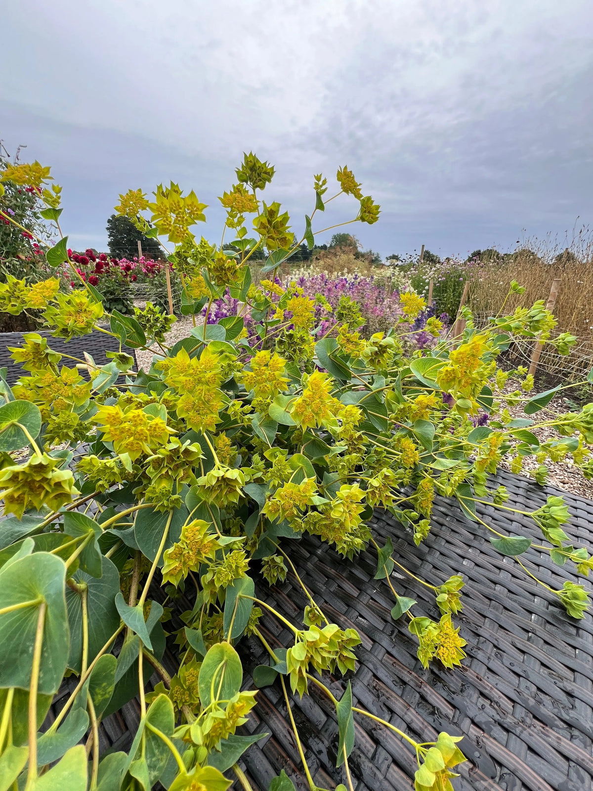 Bupleurum Griffithii