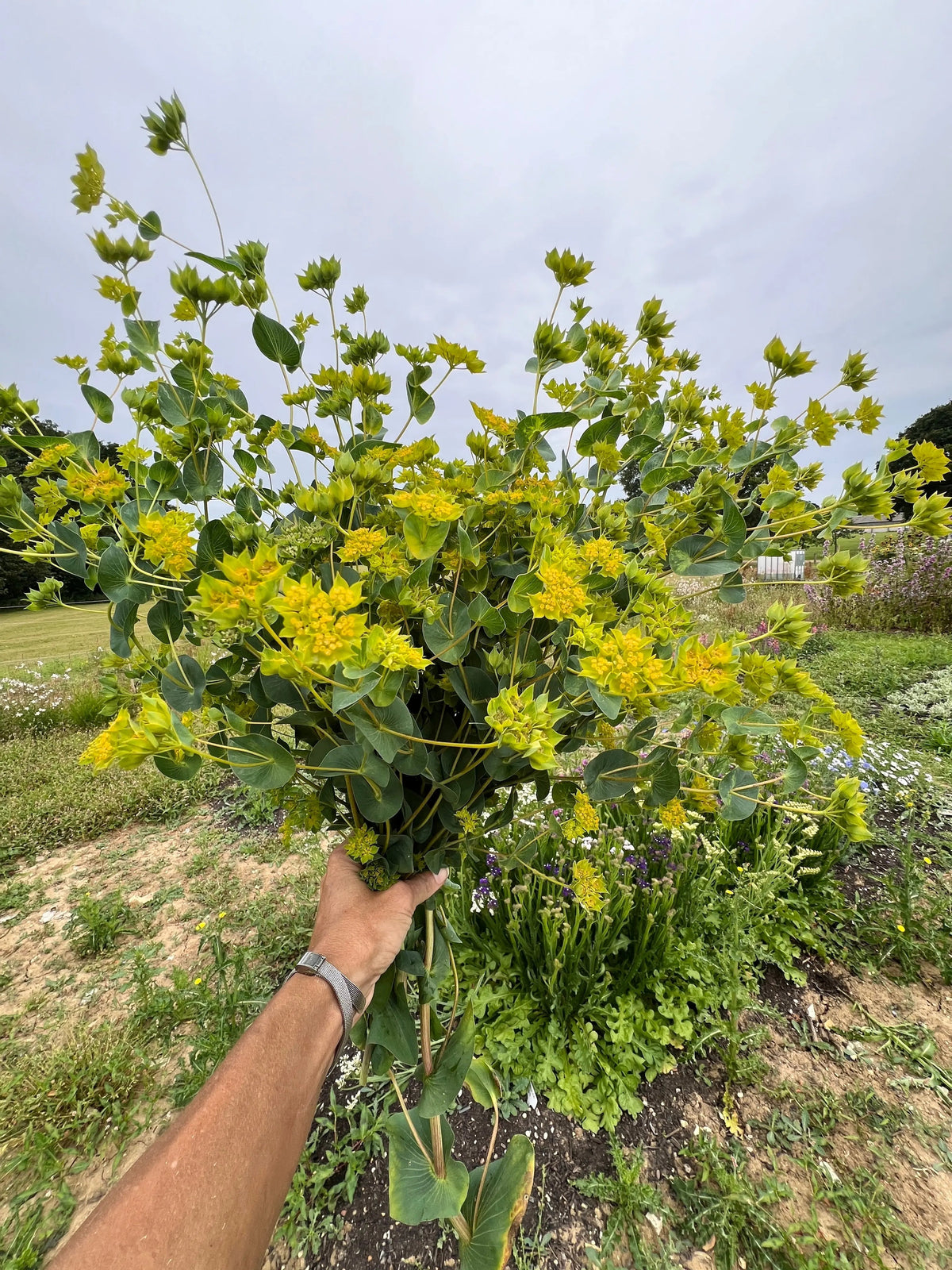 Bupleurum Griffithii