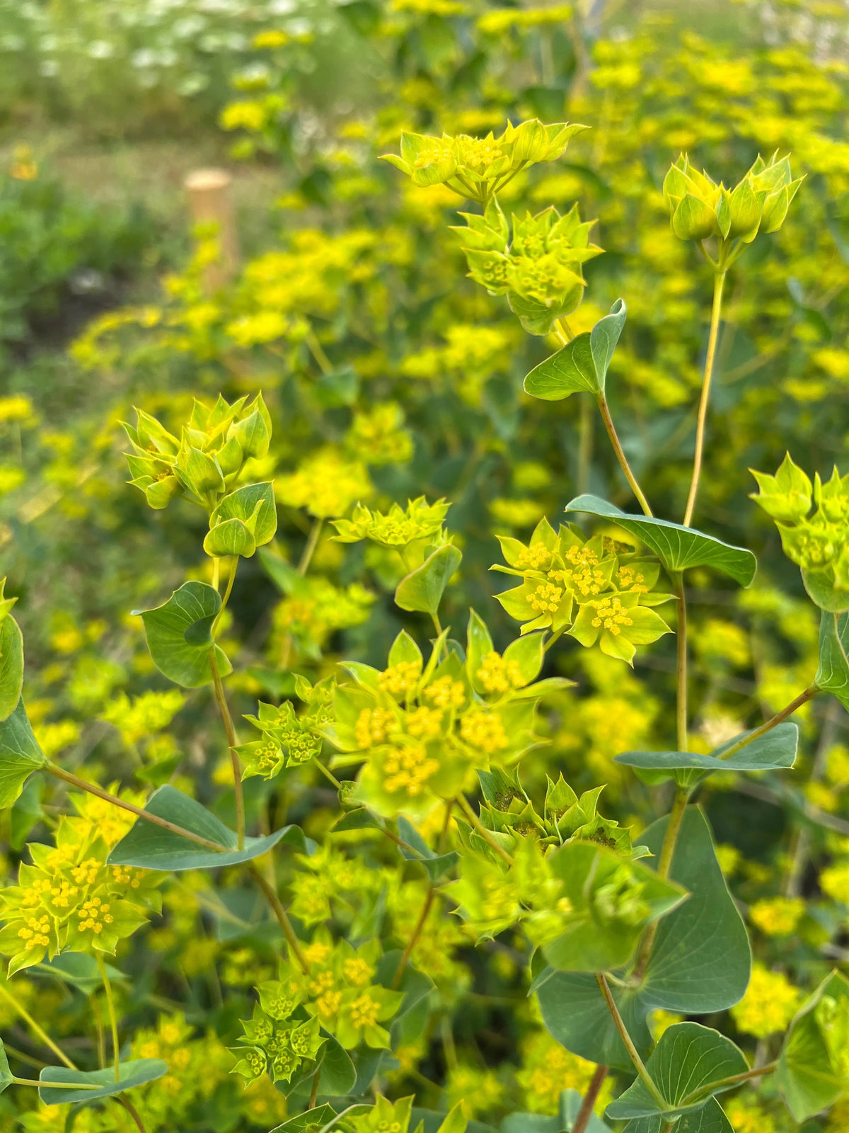 Bupleurum Griffithii
