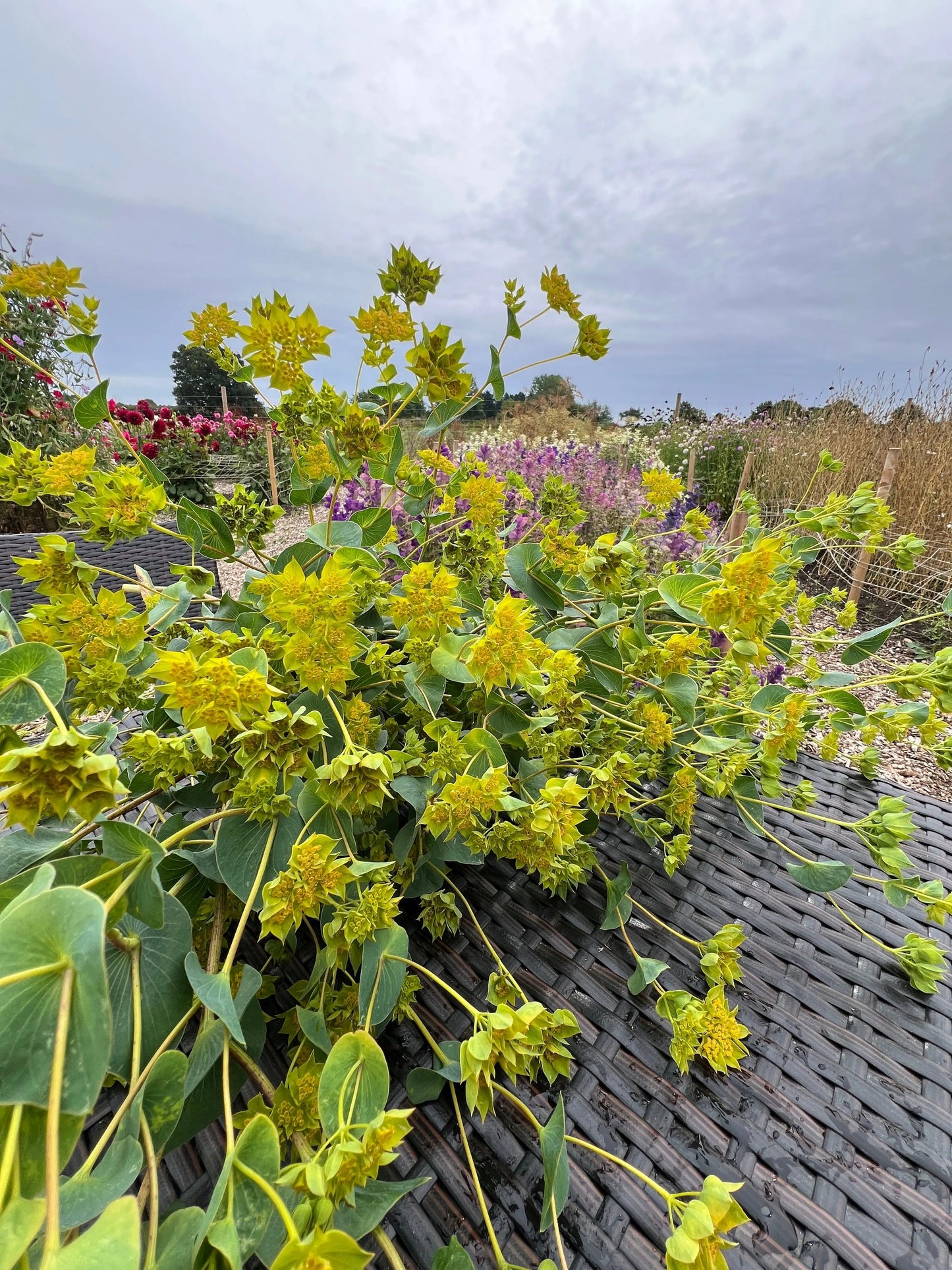 Bupleurum Griffithii
