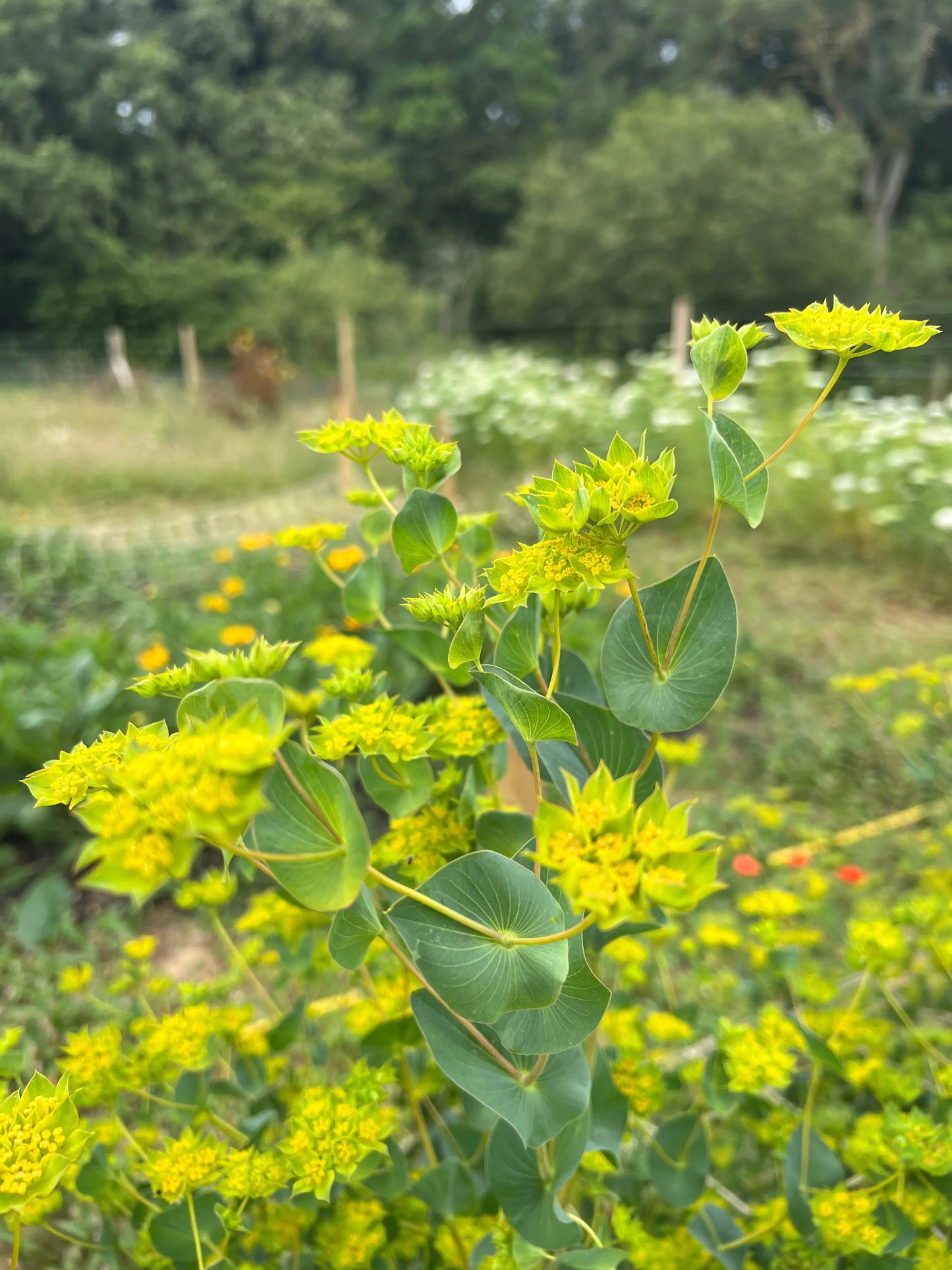 Bupleurum Griffithii