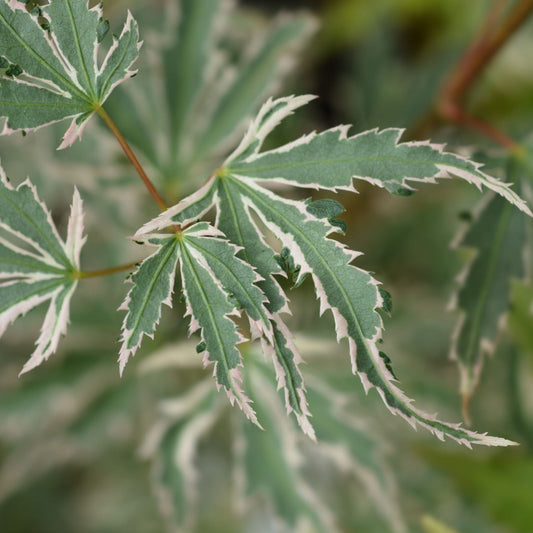Acer palmatum 'Butterfly' 10.5cm / 2L / 3L