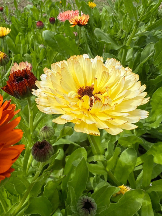 Calendula Snow Princess
