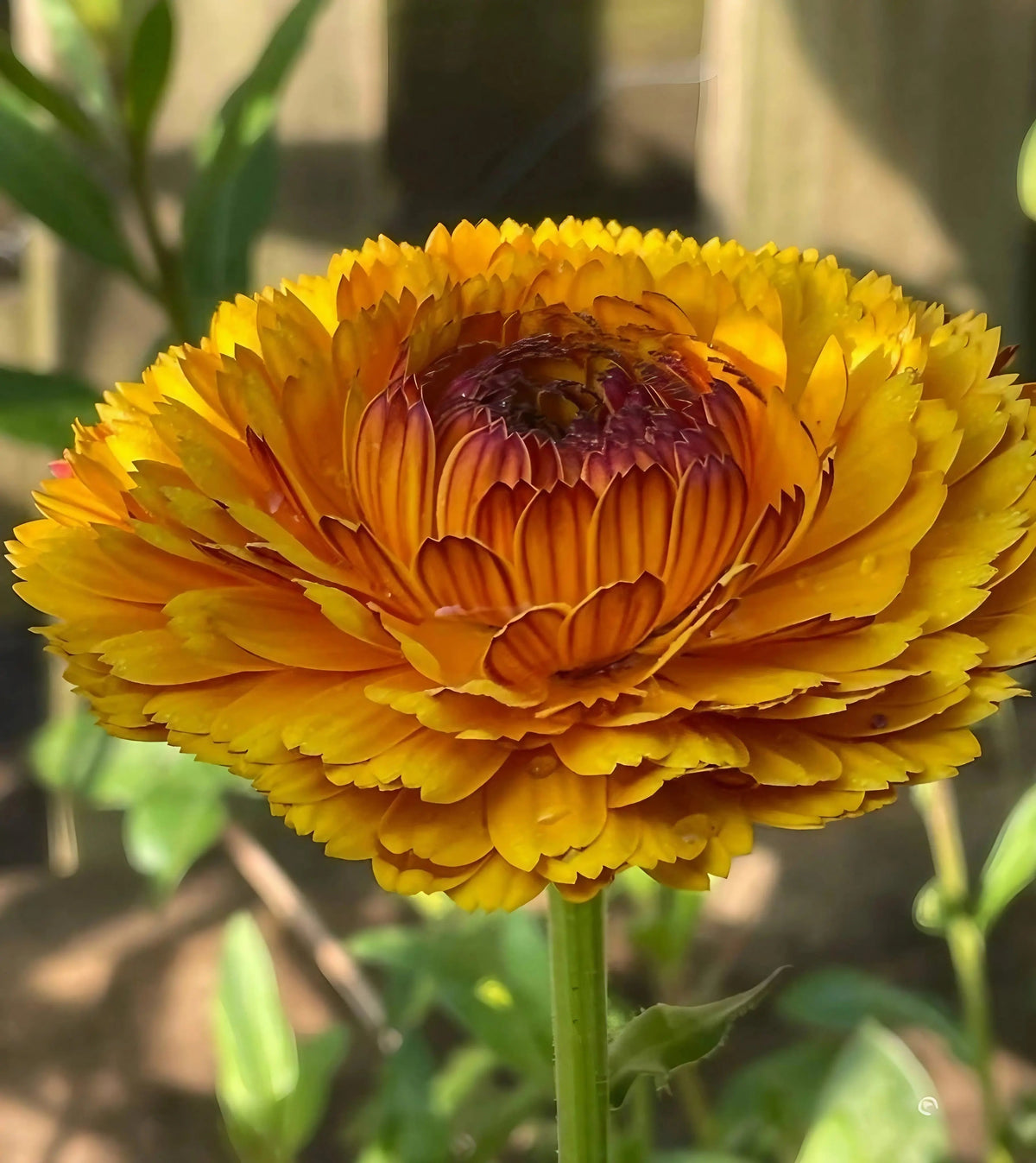 Calendula Touch of Red