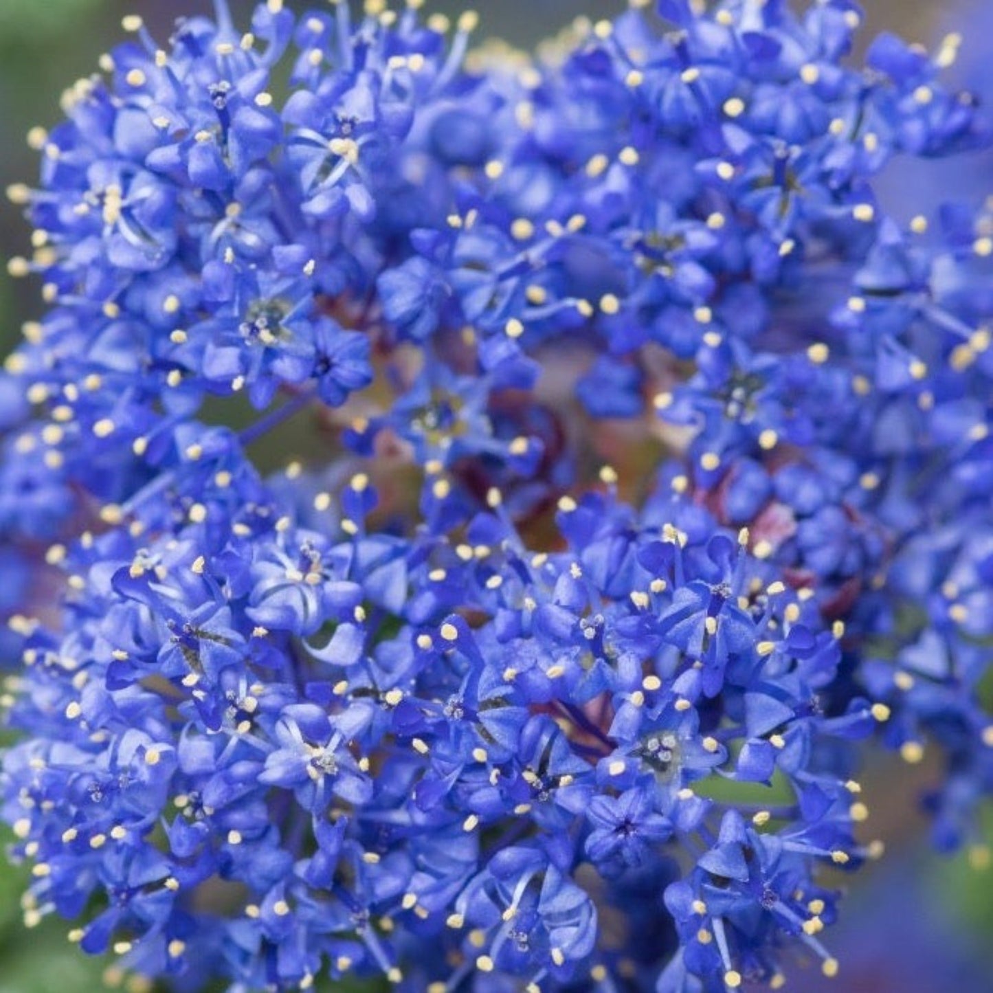 Ceanothus thyrsiflorus var. repens 2L / 5L