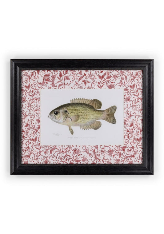 Fish IV Framed Print British, and Just a Bit Brilliant
