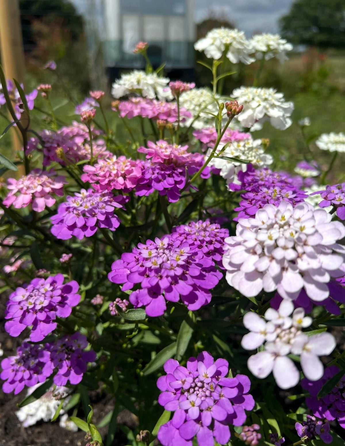 Candytuft Crown Mixed