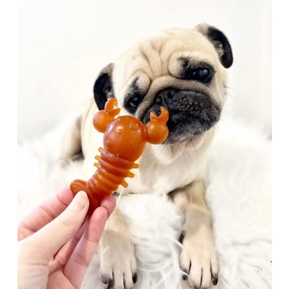 Carrot & Pumpkin Lobster Chew For Dogs