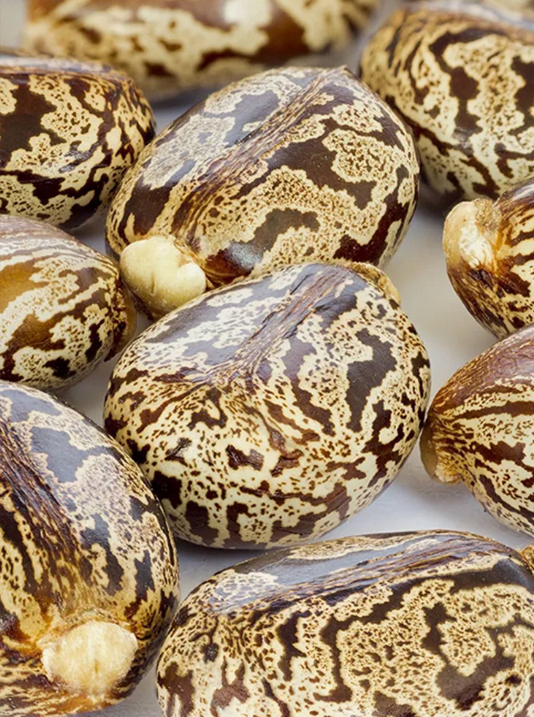 Castor Oil