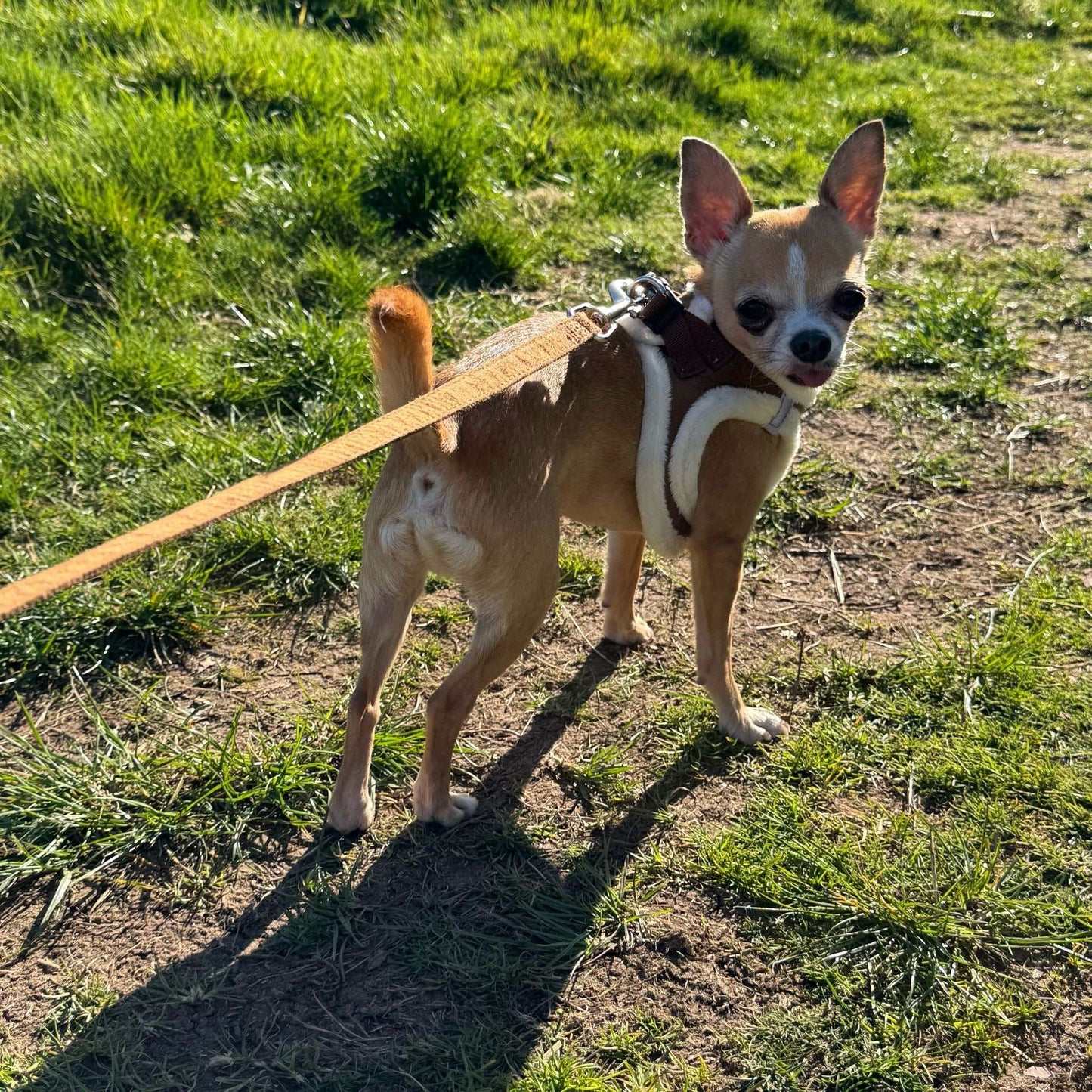 Tiny Trails 15mm Wide Suede Effect Lead with Neoprene Handle Lining Mocha