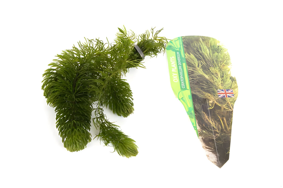 Pond Starter Packs - Pond topup Packs - Oxygenating - Compost and Pots Potted
