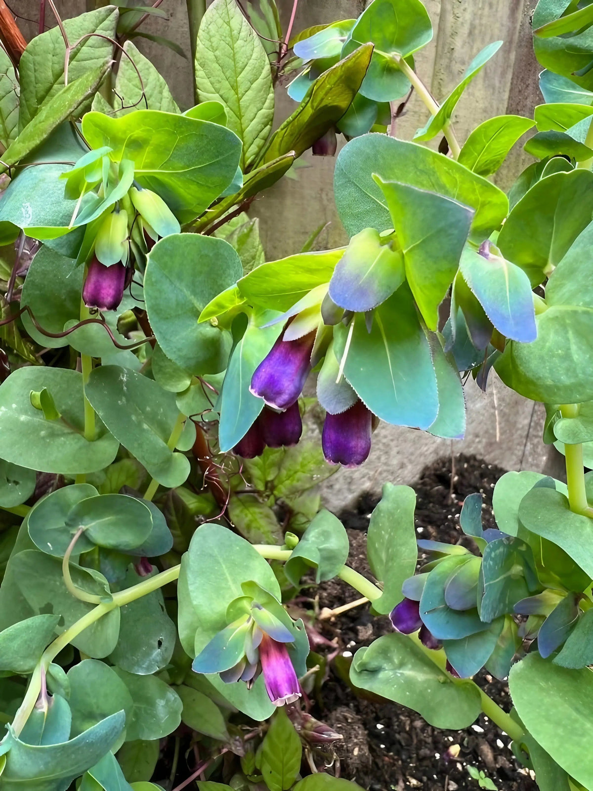 Cerinthe major Purpurascens