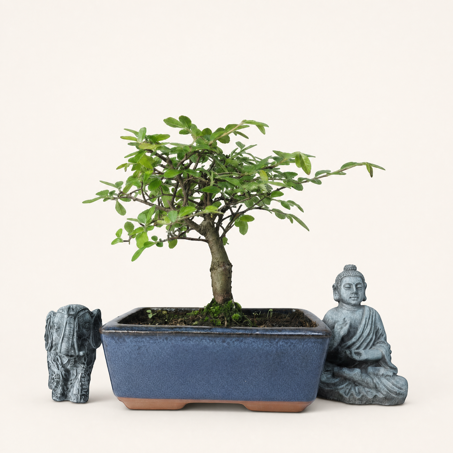 Chinese Elm (Ulmus Parvifolia) Bonsai Tree | Broom | In 15cm Pot