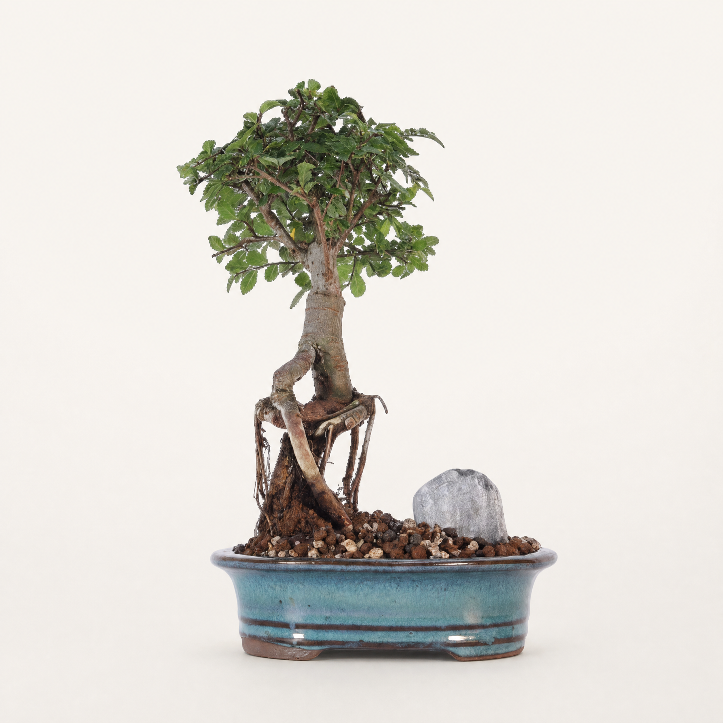 Chinese Elm (Ulmus Parvifolia) Bonsai Tree | Broom | In 16cm Pot | Great Gift