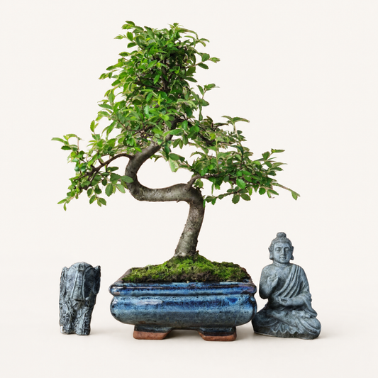 Chinese Elm (Ulmus Parvifolia) Bonsai Tree | Shaped | In 15cm Pot