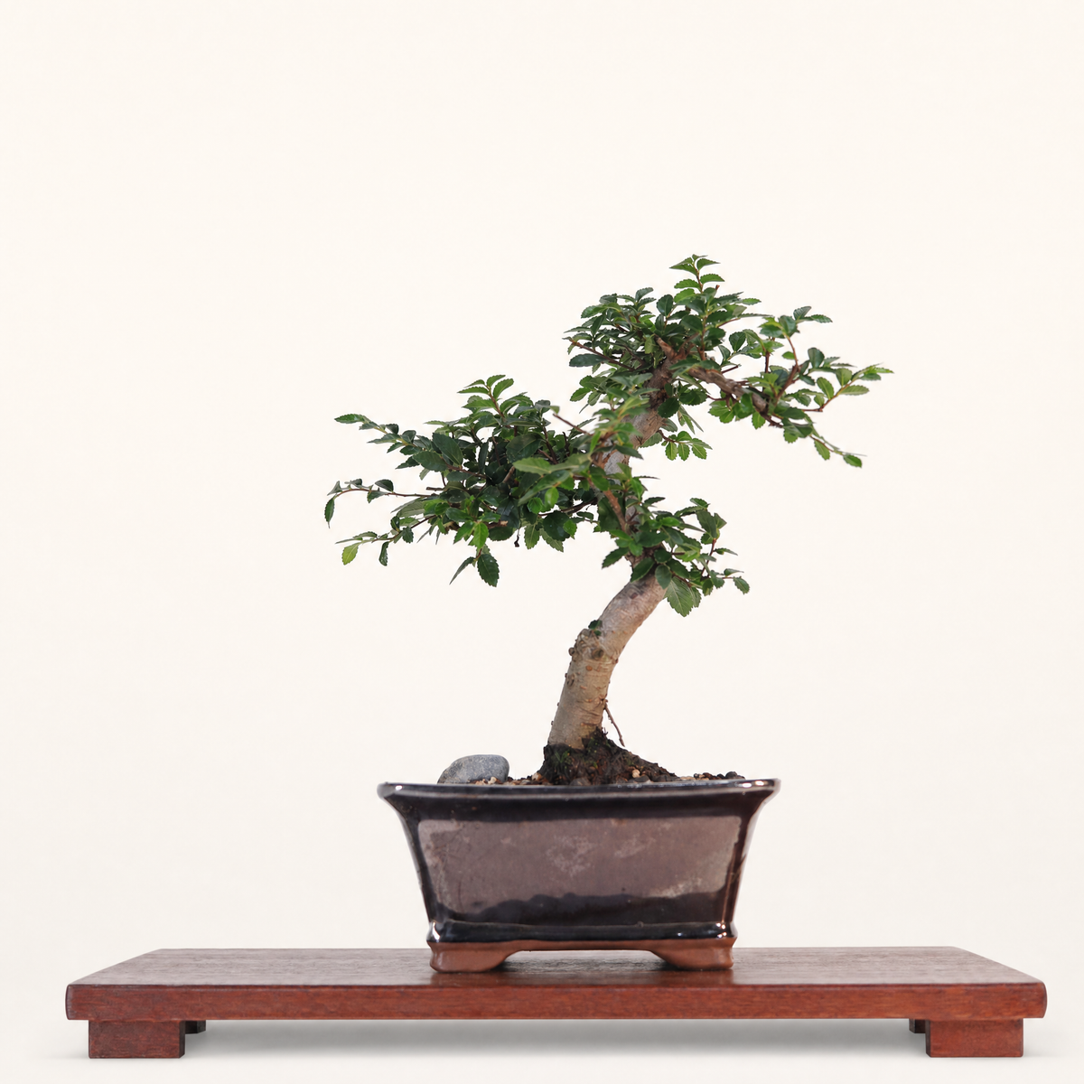 Chinese Elm (Ulmus Parvifolia) Bonsai Tree | Shaped | In 16cm Pot | Great Gift
